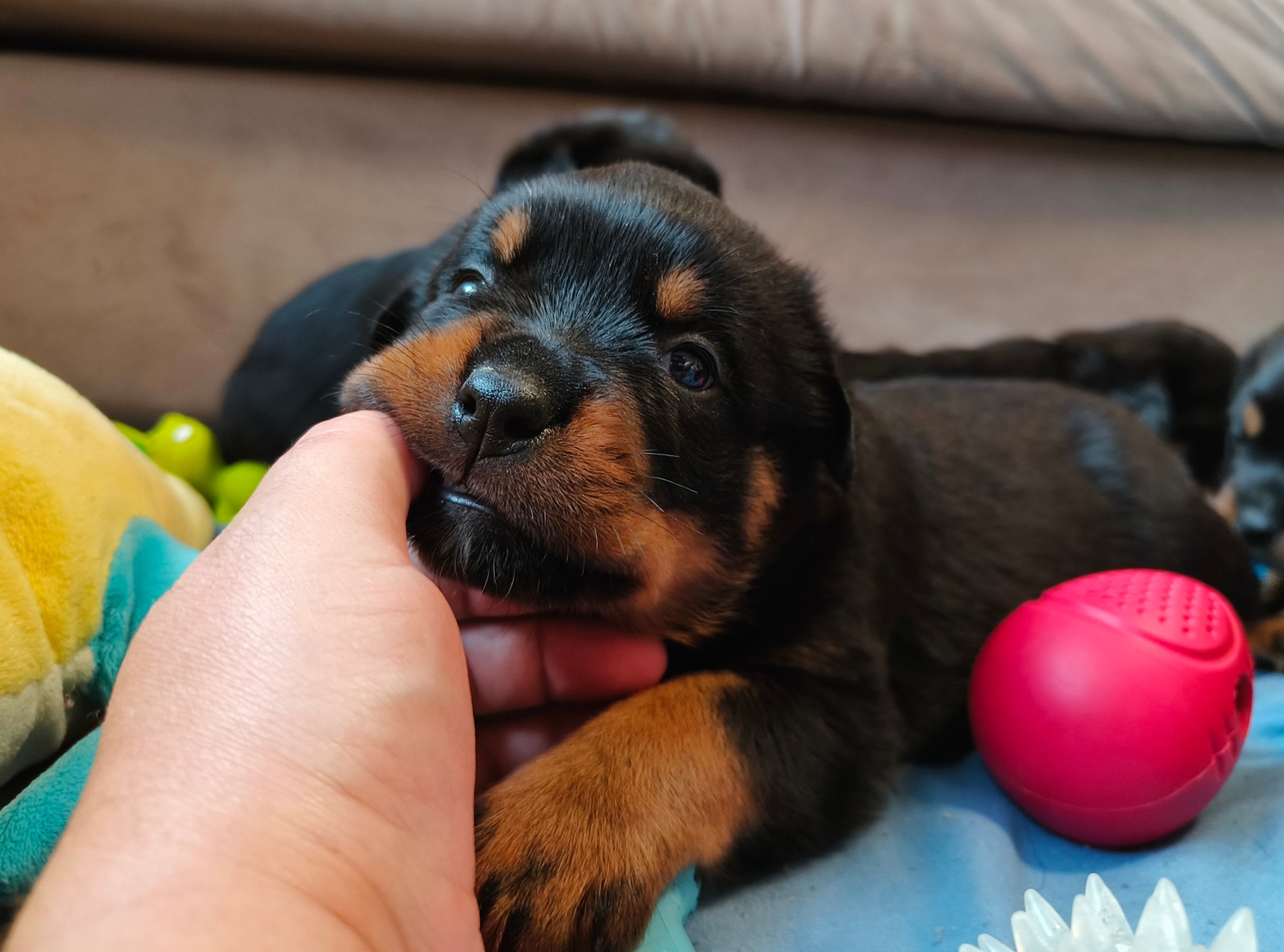 Nice And Lovely FCI - rottweiler | Miechów