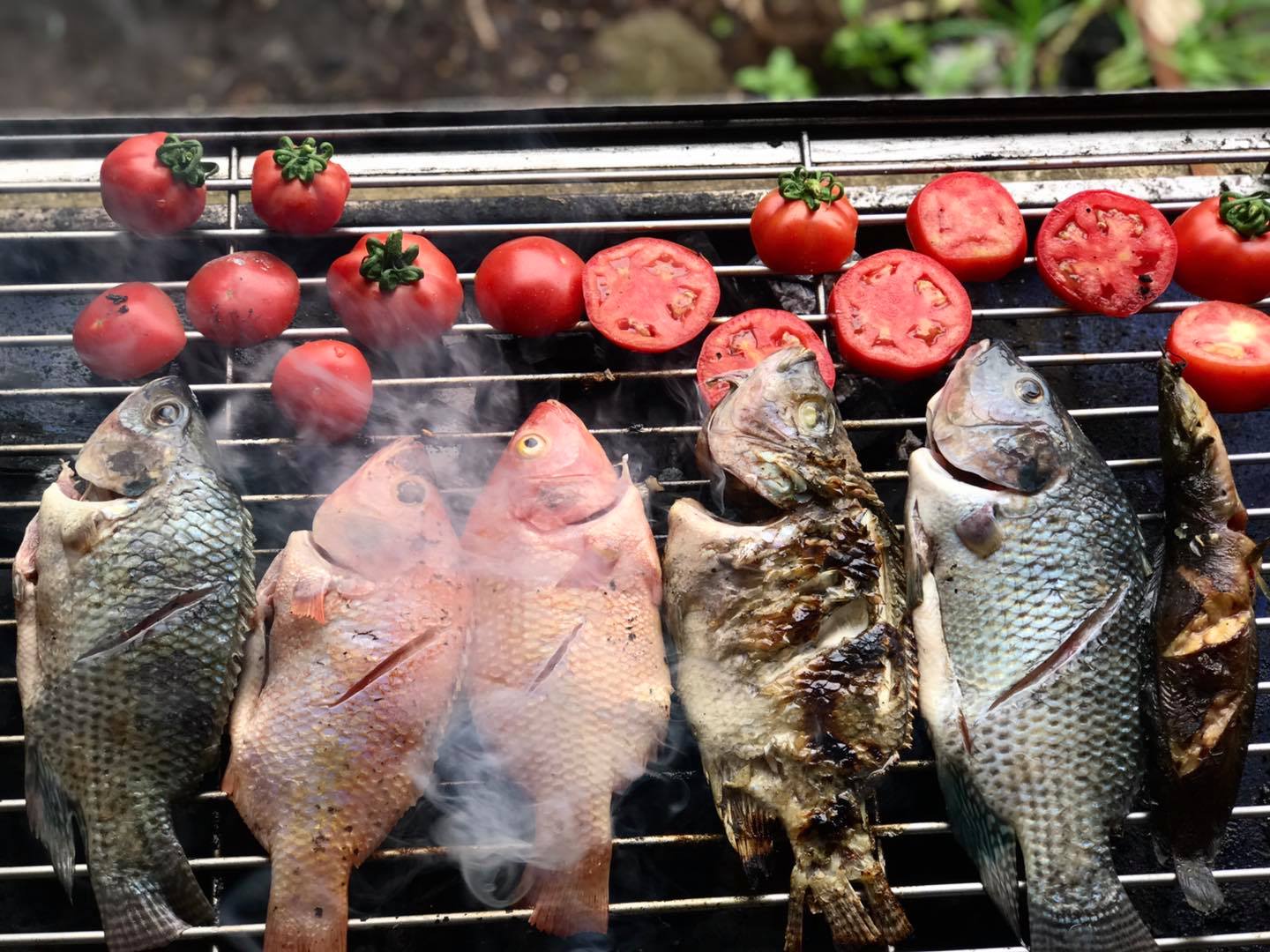 Bukid Amara - Rice-fish farming, farm to table. Draining...