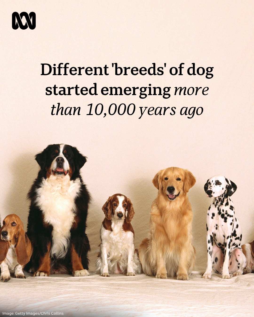 ABC - A new study has found about half of the variation seen in modern ...