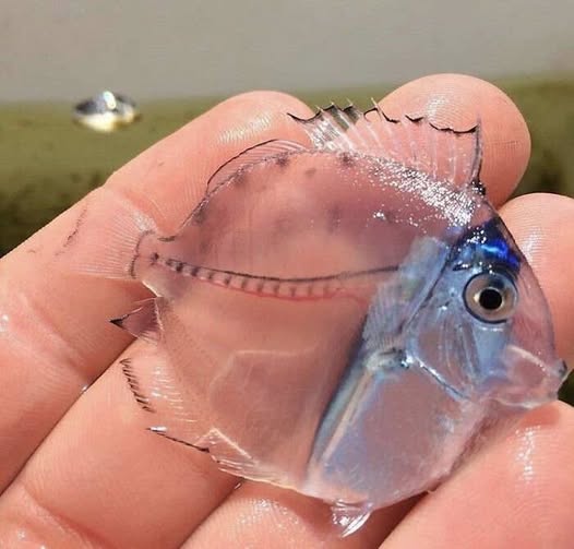 Picture of a transparent Surgeon Fish by Giusy Valente in Keblog.