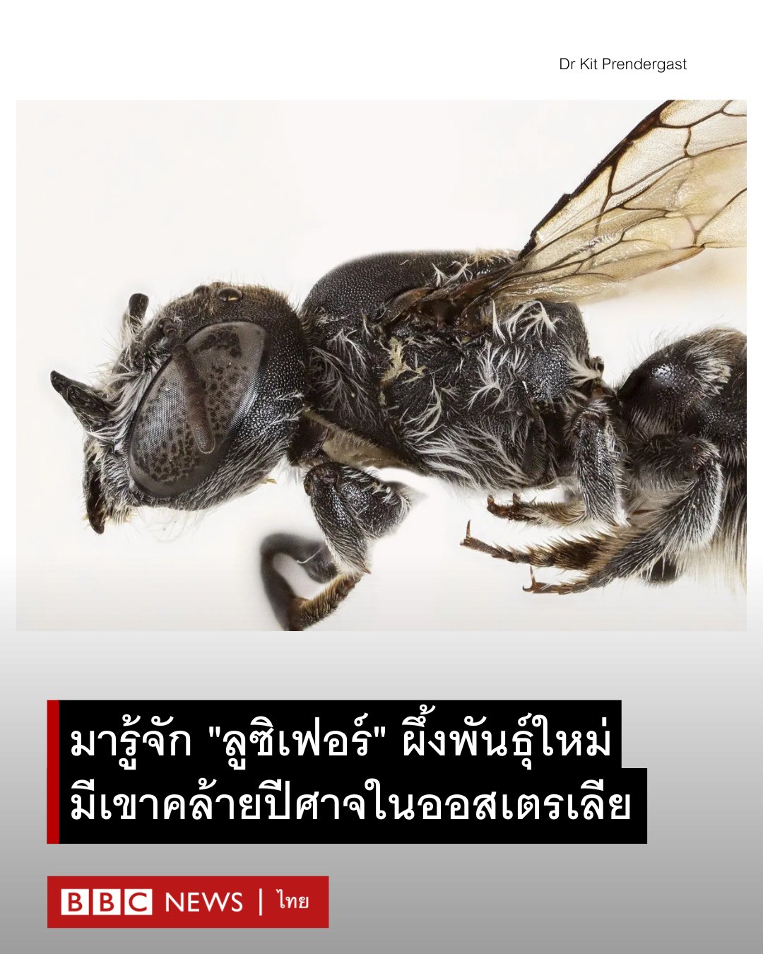 Insecta Lab