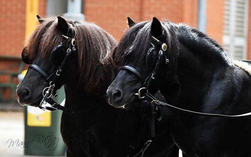 Equine Diatom - Some more Equine Diatom powered ponies out...