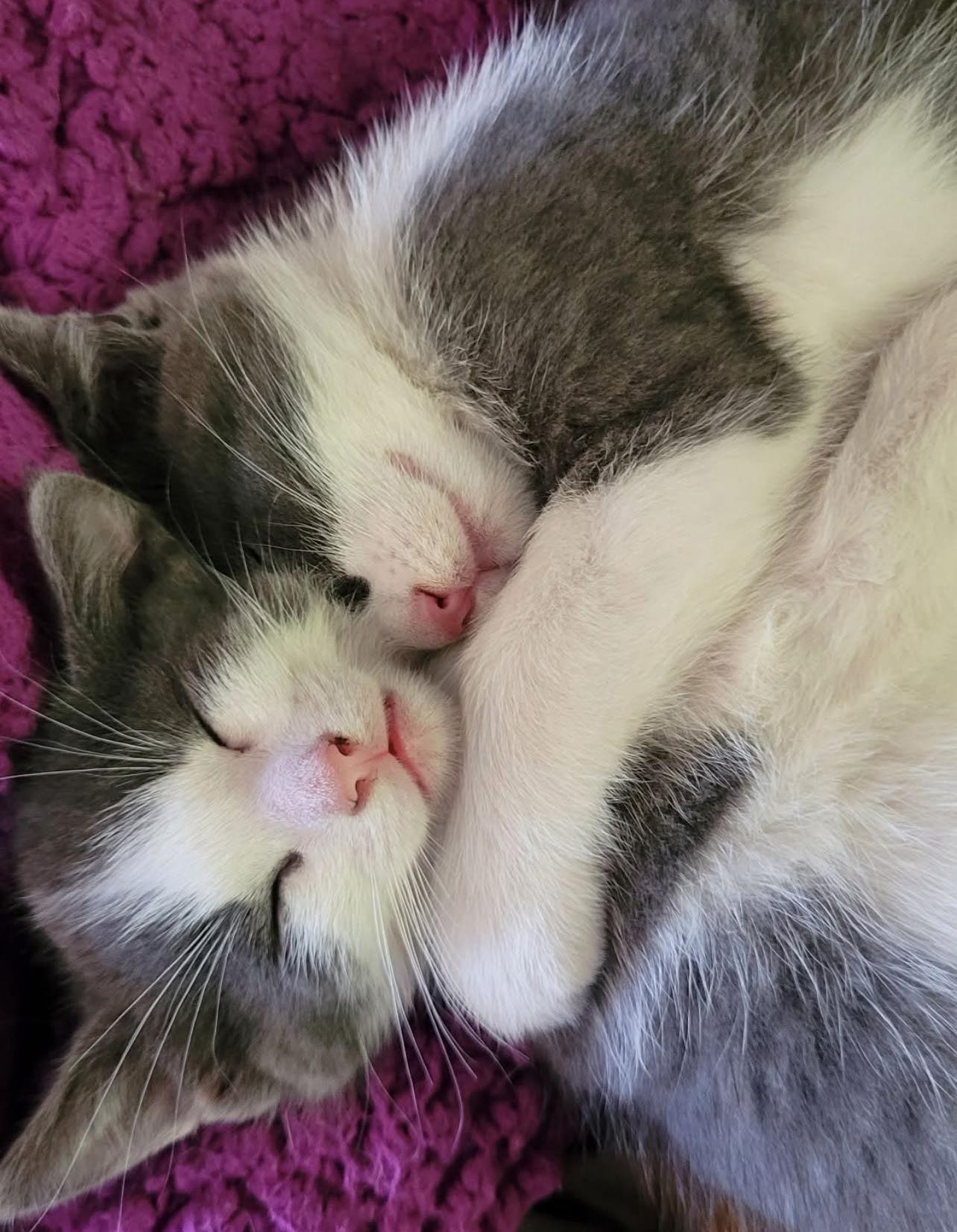 Beautiful Hearts Rescue added a... - Beautiful Hearts Rescue