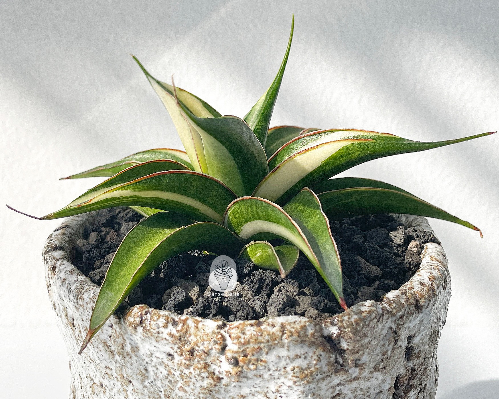 Sansevieria kitonga white variegated #Sansevieria #對生葉序