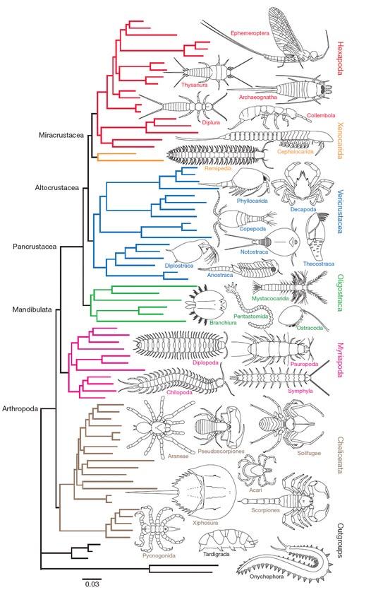 Ceres Science - Arthropoda poster shared by... | Facebook
