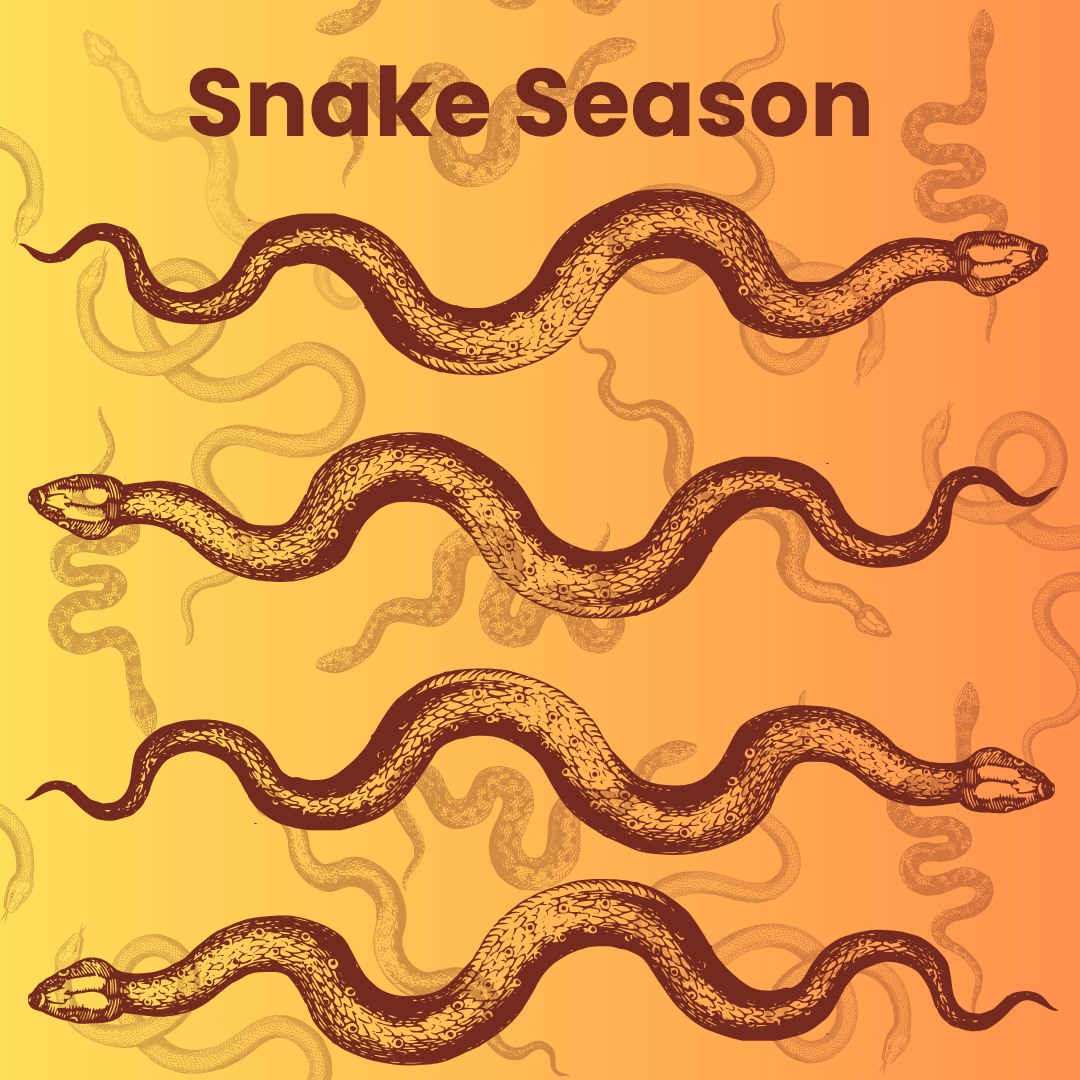 🐍 SNAKE SEASON IS HERE! 🐍 As the... - Shire of Menzies | Facebook