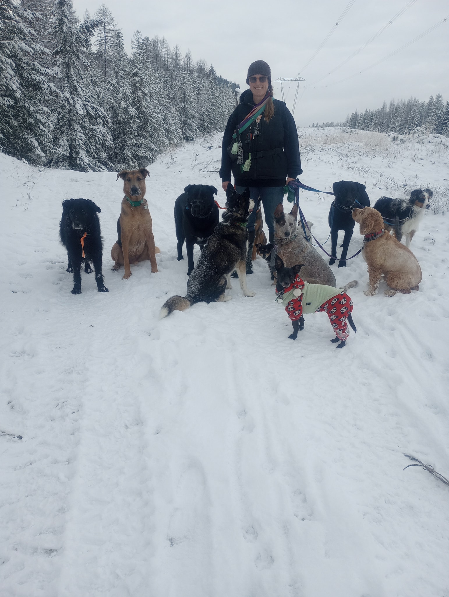 Anything is Pawsable Dog Training