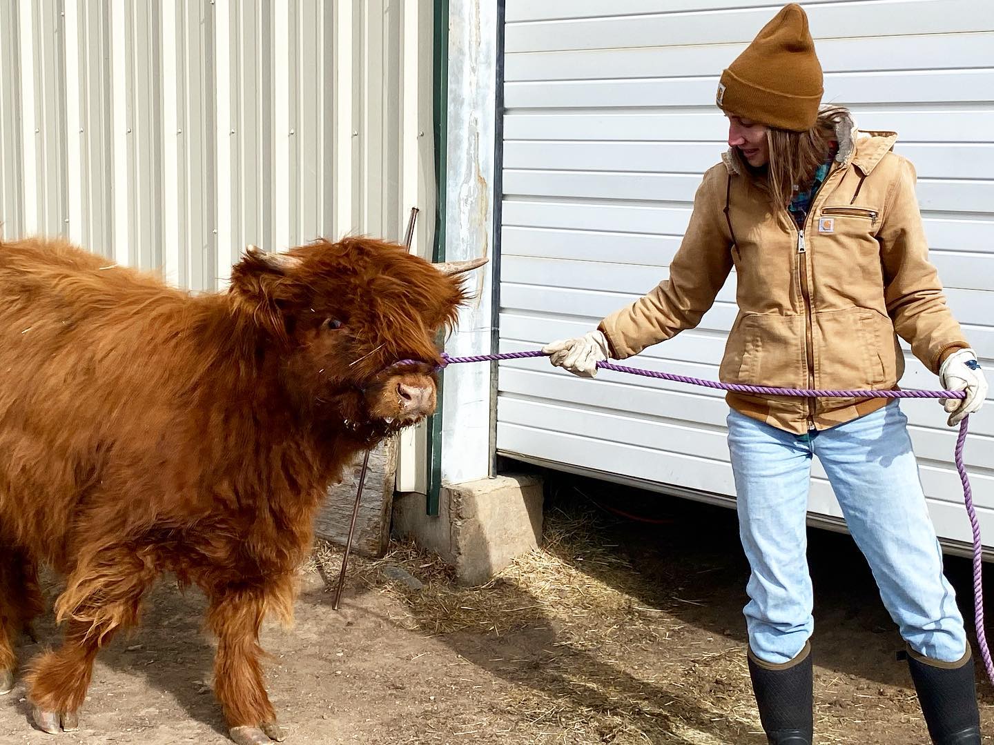 Meet Bana! One of two #highlandcows... - Wild Mountain Ranch | Facebook