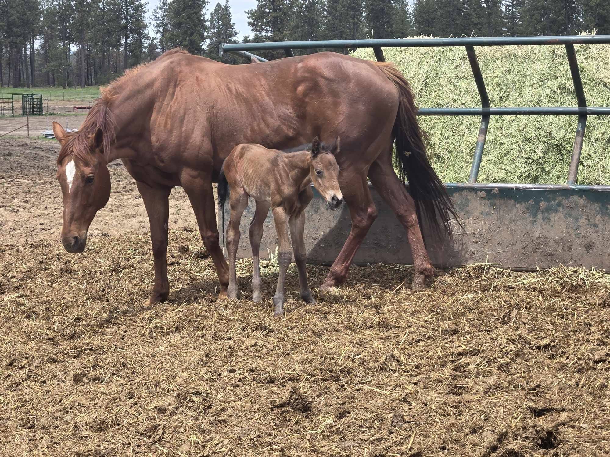 Flying S Ranch | Cheney WA