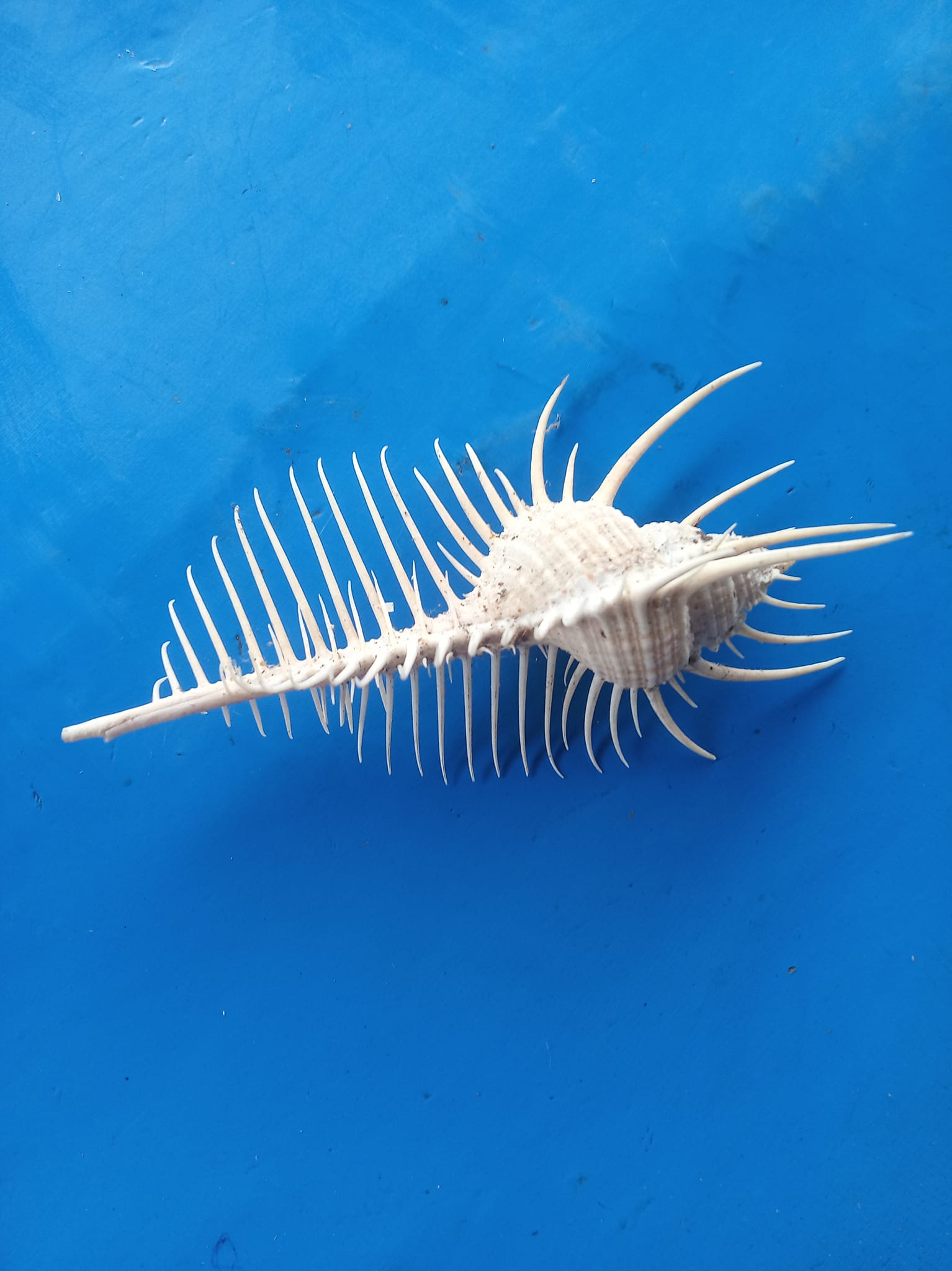 Unique shell pattern added to collection