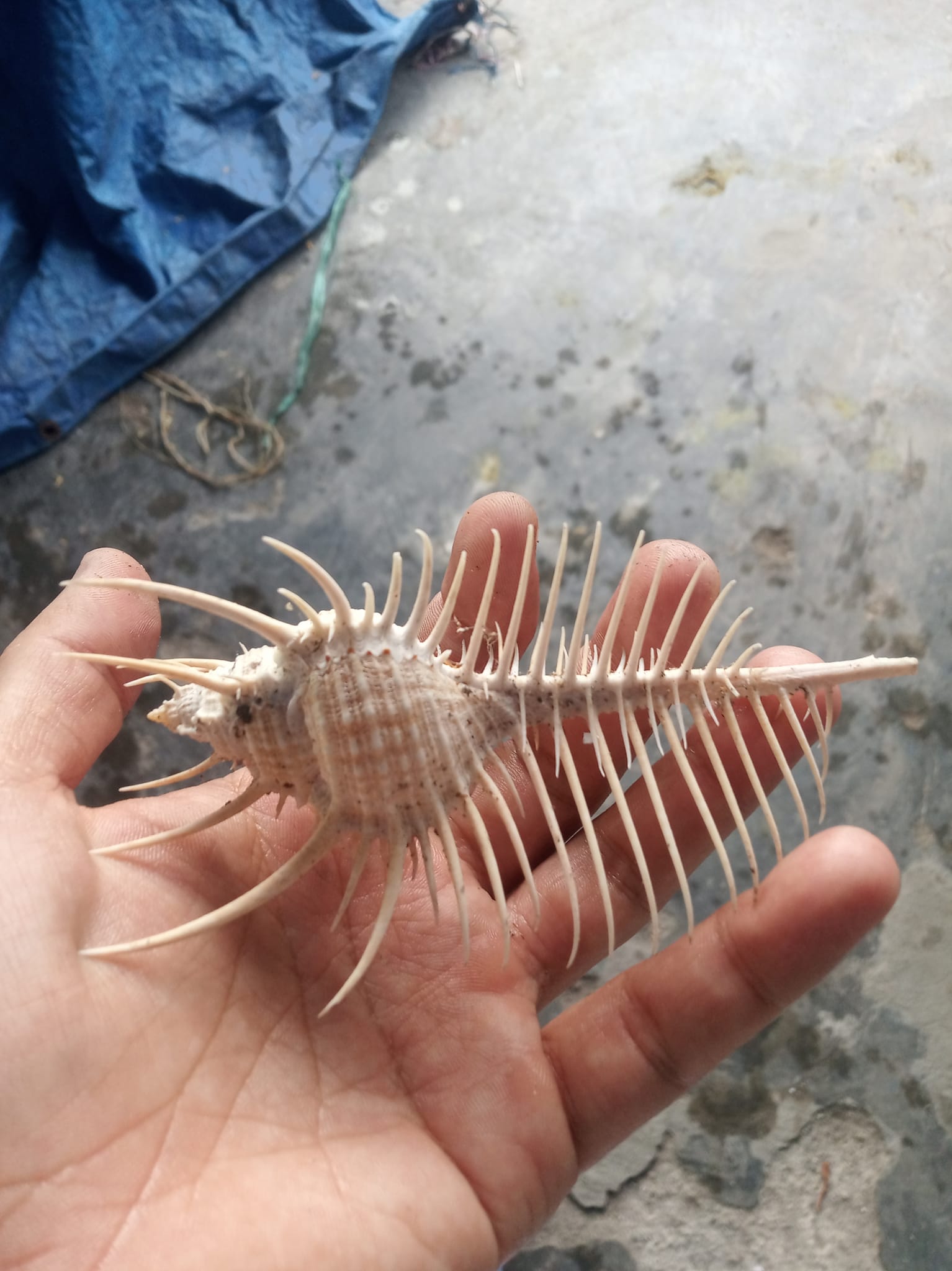 Unique shell pattern added to collection