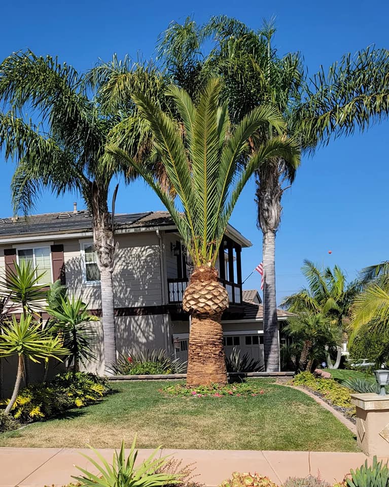Master Arbor Service Inc | San Diego CA