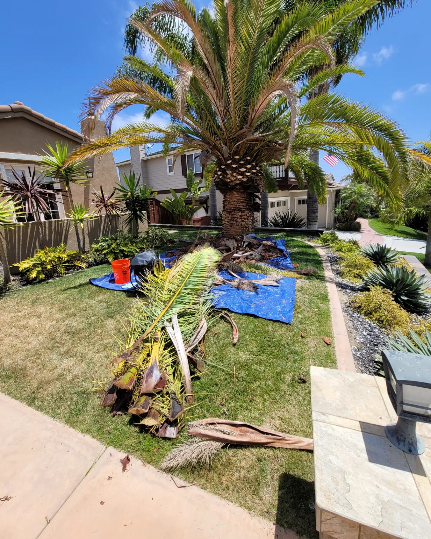 Master Arbor Service Inc | San Diego CA