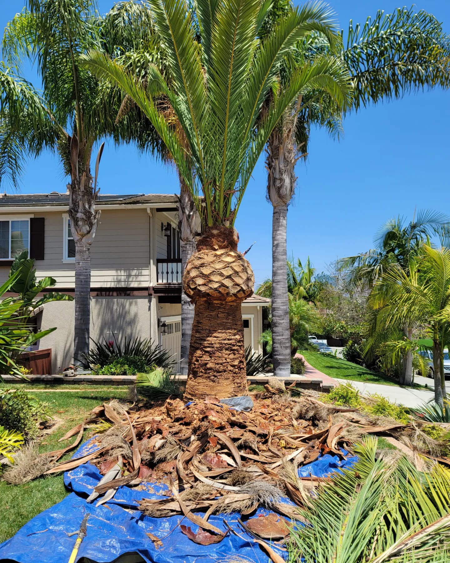 Master Arbor Service Inc | San Diego CA