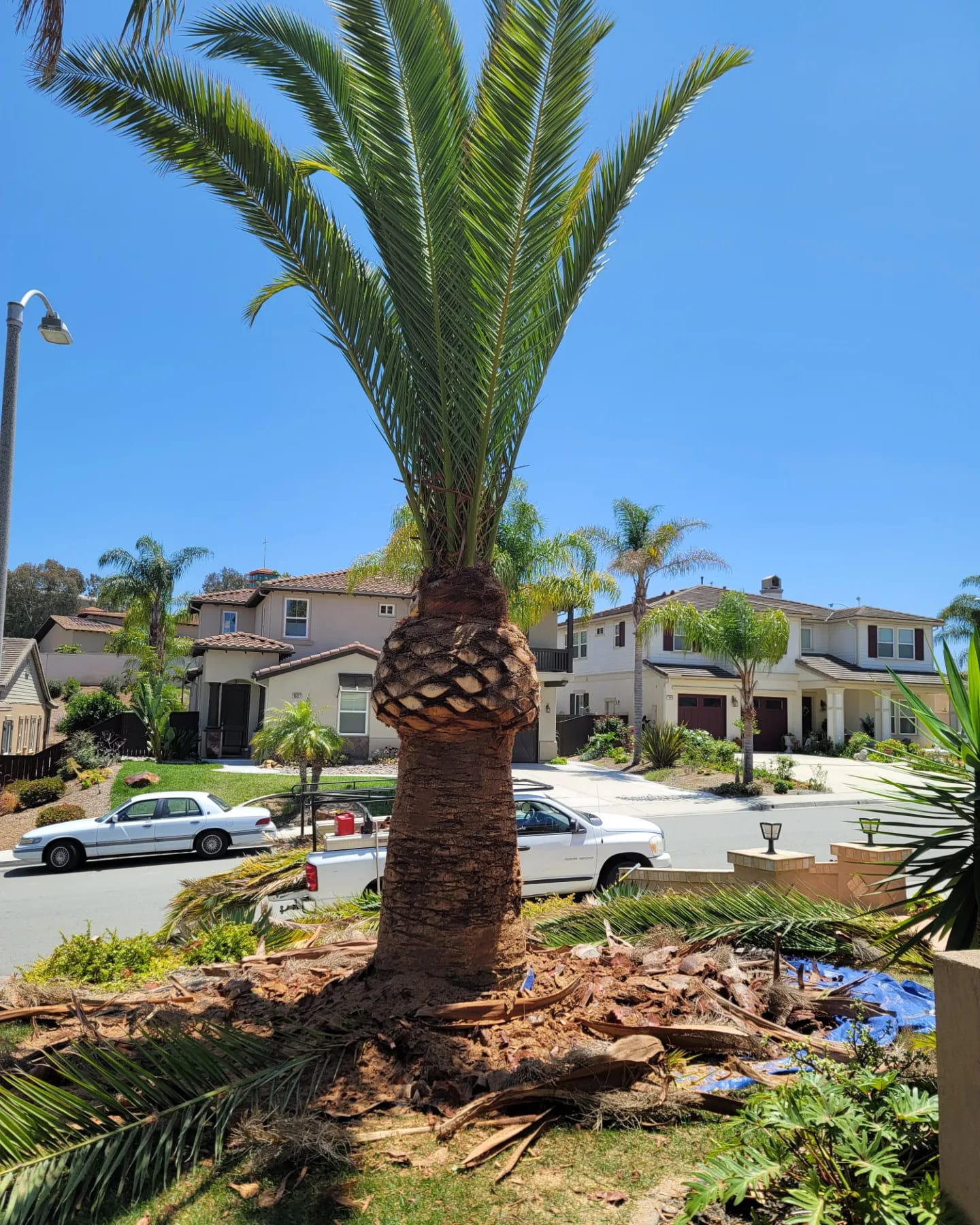 Master Arbor Service Inc | San Diego CA