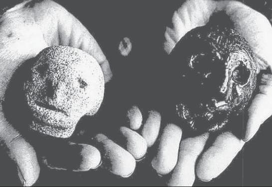 Morbidology - In 1971 in Hexham, Northumberland, two boys, Colin and ...