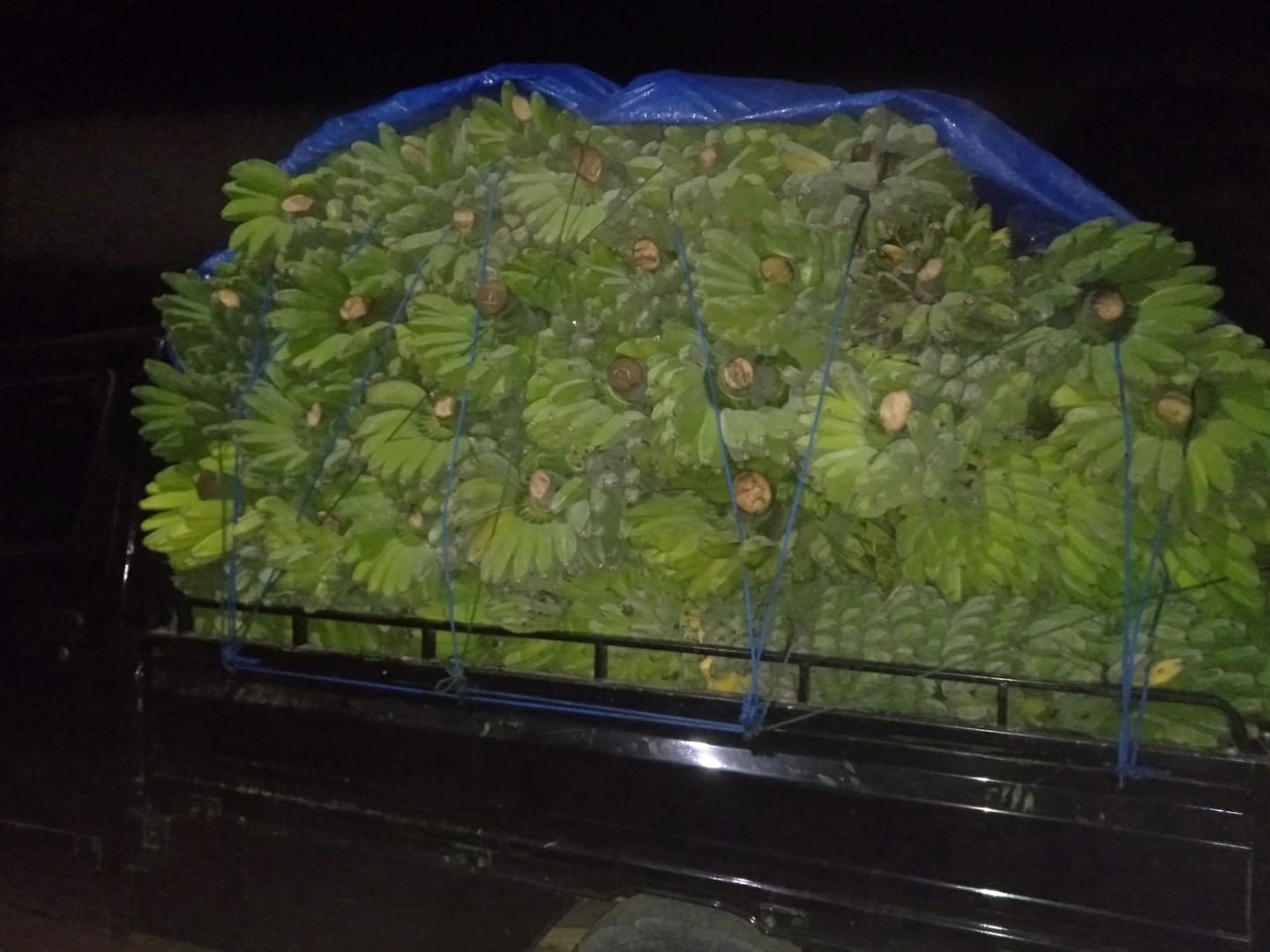 Noling dagang