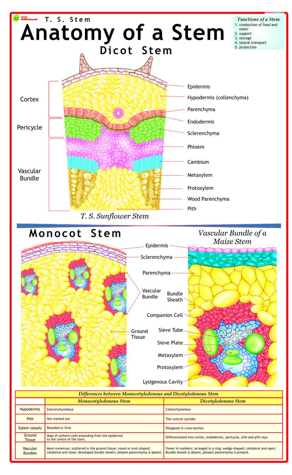 Biology | Anatomy of a Stem by Visual Teaching Aids. | Facebook