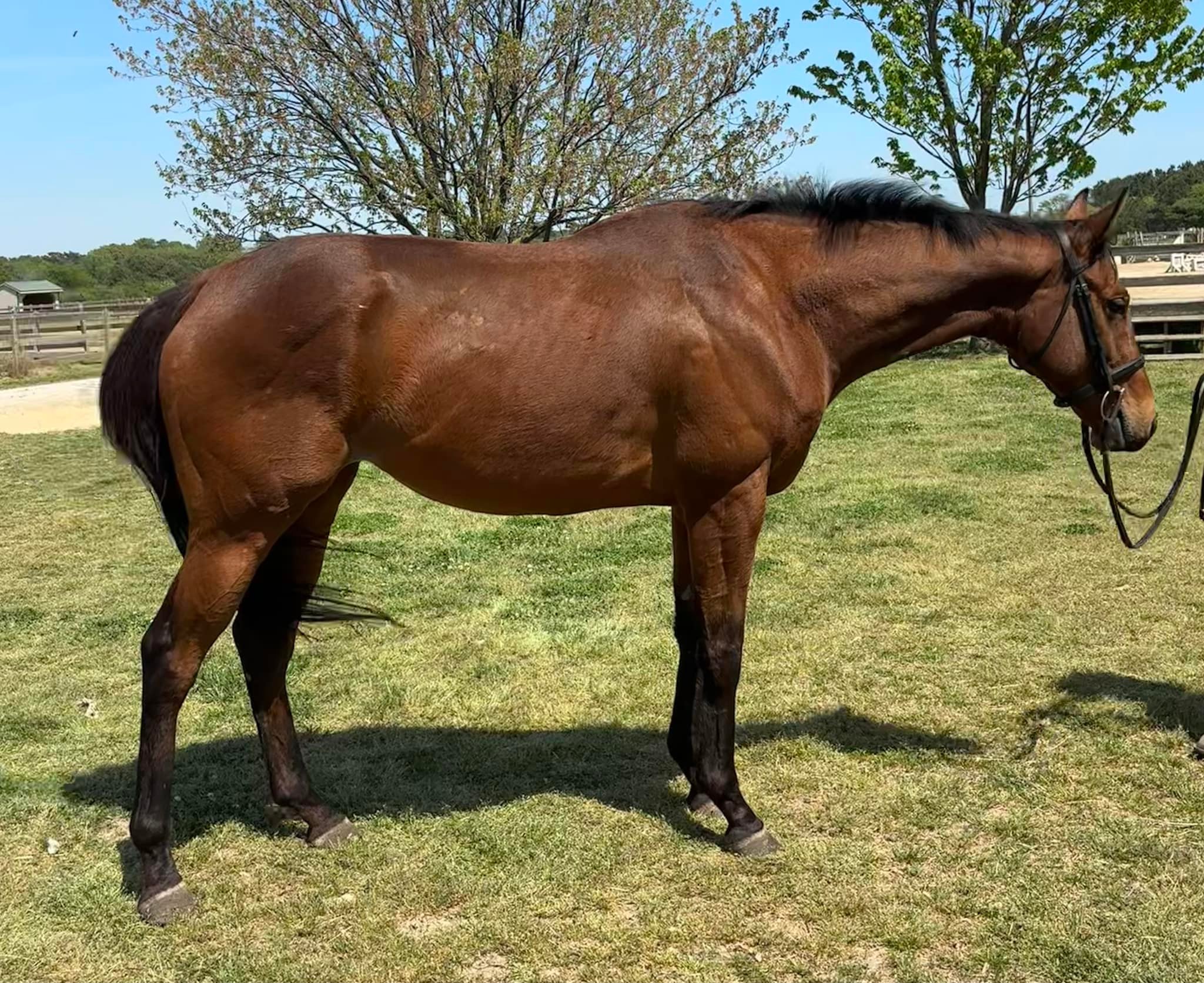 Lots of fabulous horses available right now in every budget! If