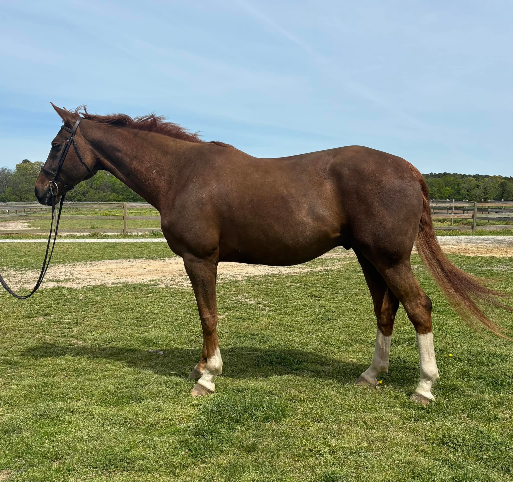⭐️⭐️Q⭐️⭐️ Lots of fabulous horses available right now in every budget! If