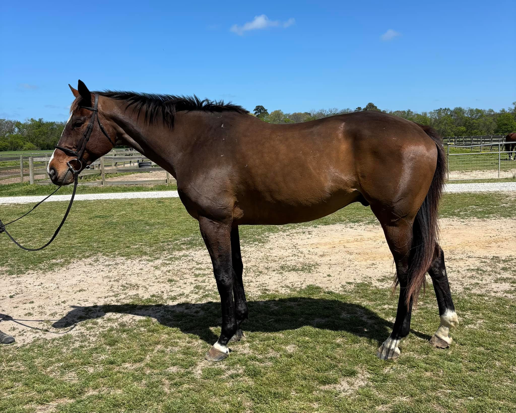 Lots of fabulous horses available right now in every budget! If