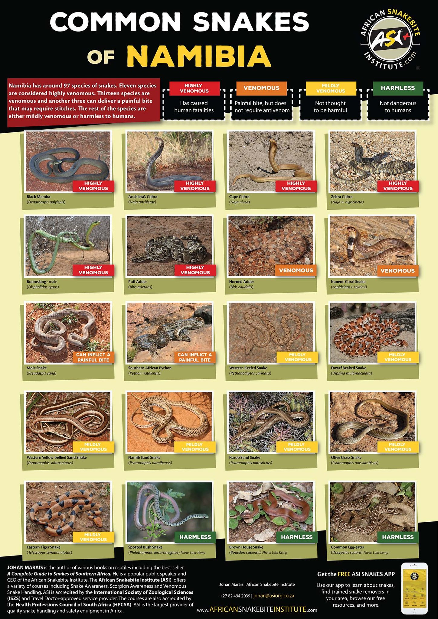 African - Common Snakes of Namibia - ASI Snake Poster (Also available ...