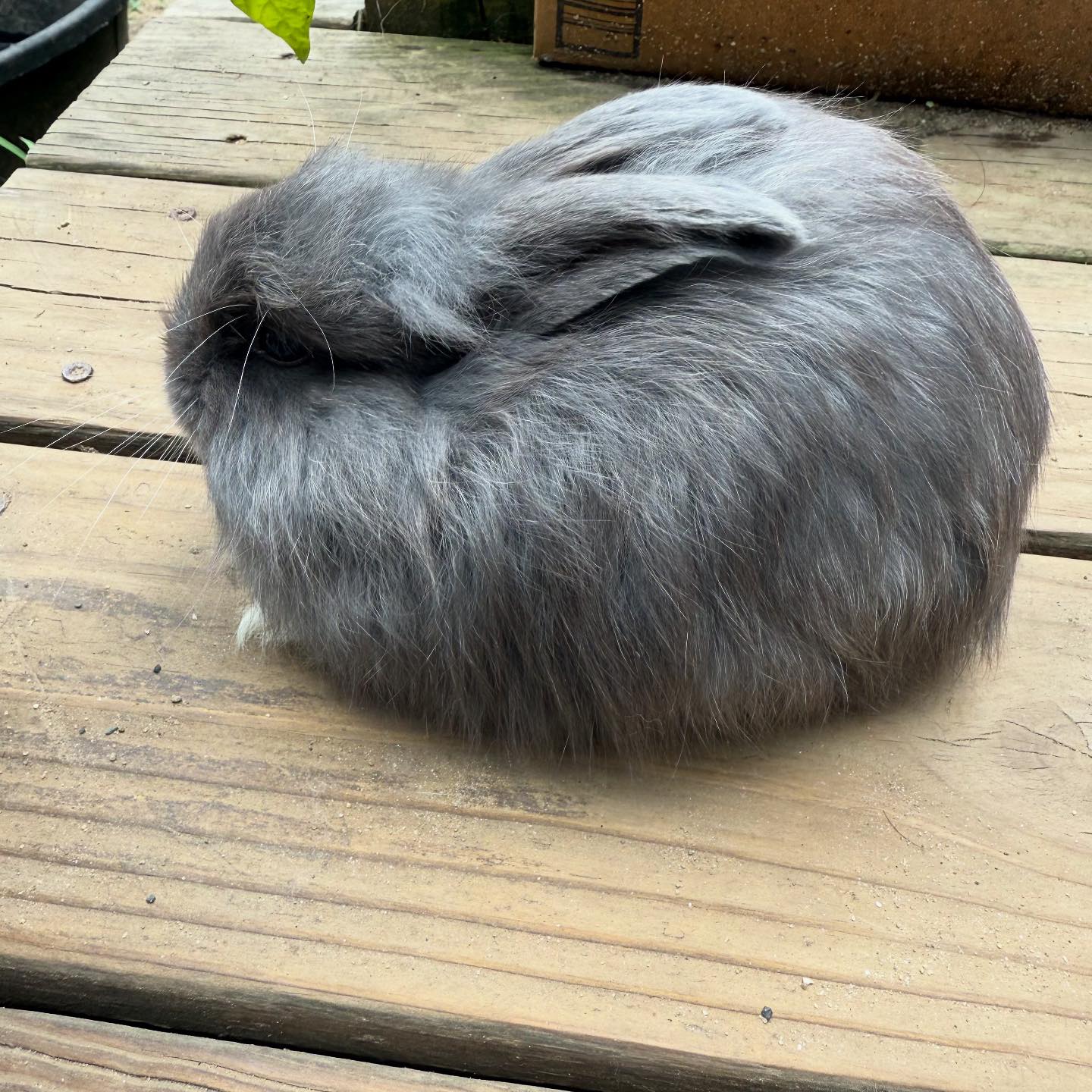 Samollynn Angora Rabbits New Hampshire | Hollis NH