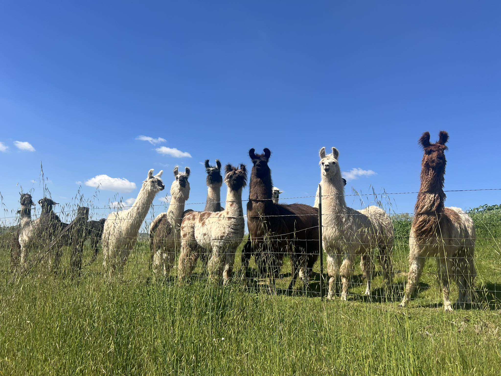 Rustic Ridge Llamas -... - Rustic Ridge Llamas - Winterset