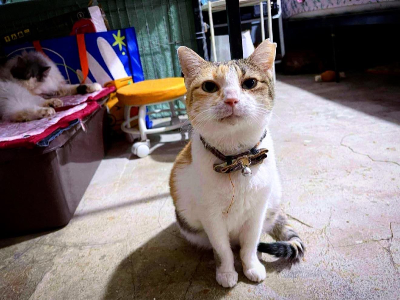 The Cat - Hinga lang, tapos laban ulit. | Facebook