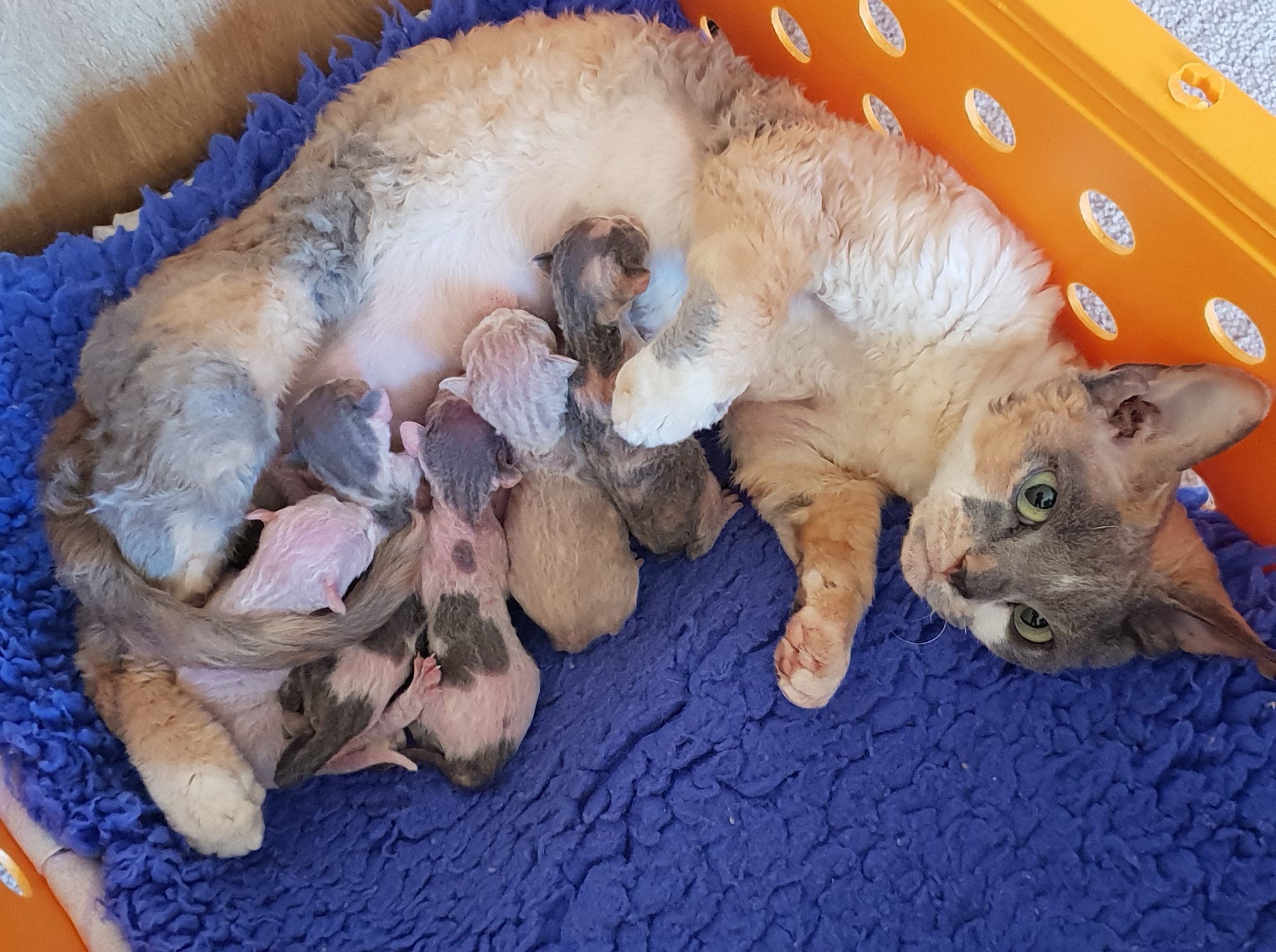 Rexellent Devon Rex Cattery