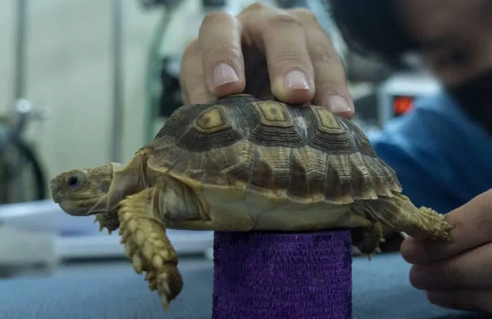Tucker - Can Turtles Really Transmit Diseases to Humans? Yes, they can ...
