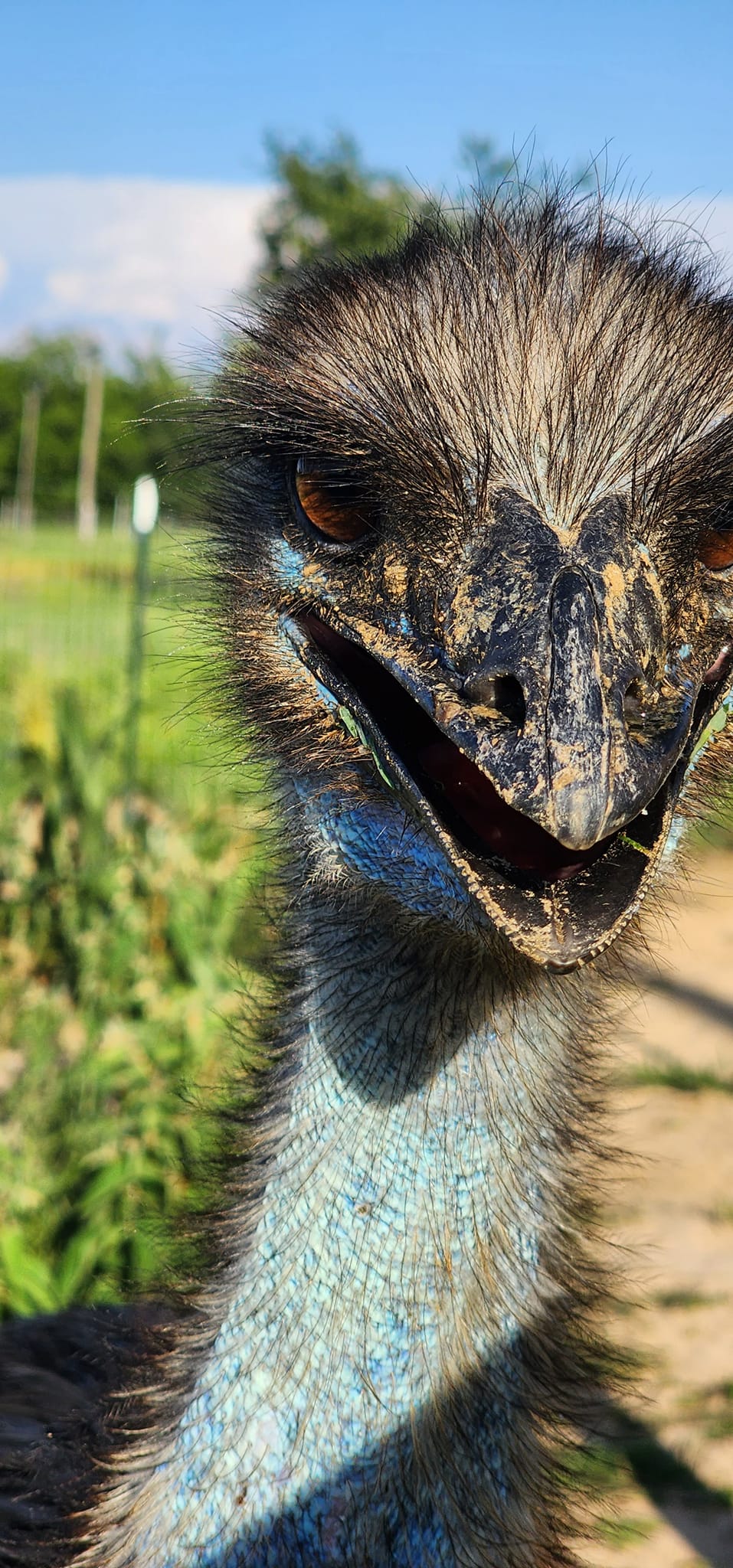Meet Bonnie and Lemu. Bonnie is... - Parker's Fanciful Farm | Facebook