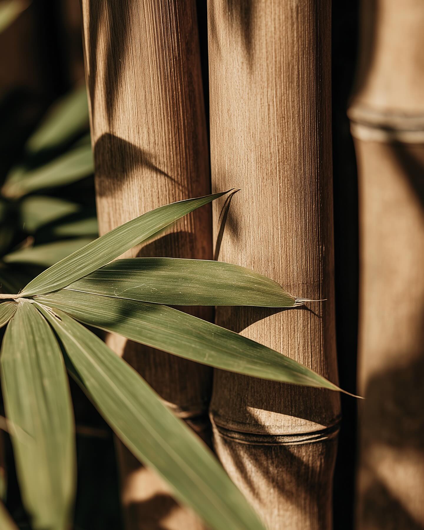 Naked Paper Bamboo is hailed as an eco alternative for... Facebook