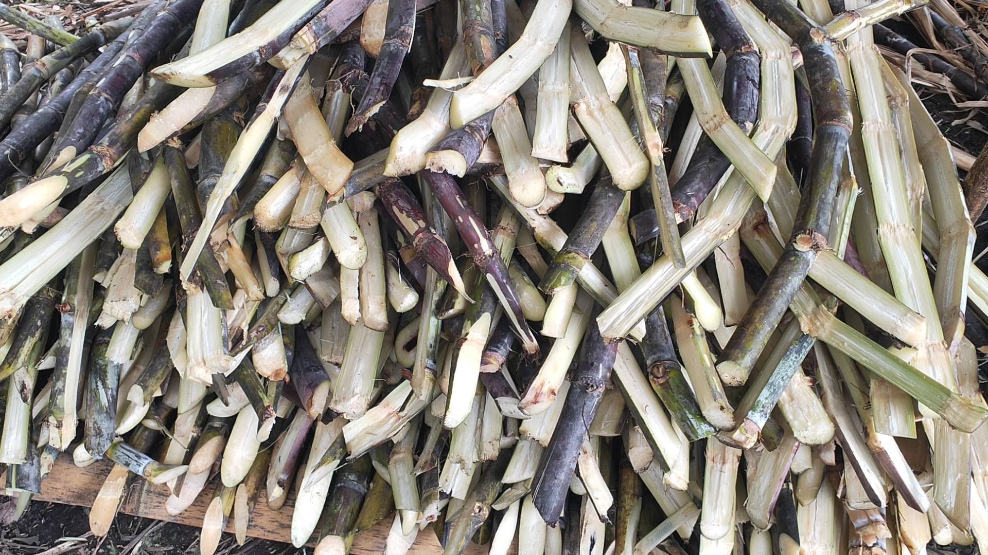 Native Kalinga