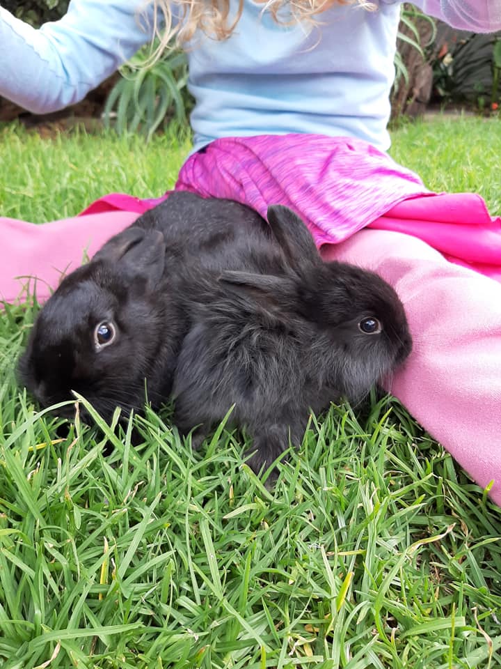 Meet Ariel and her gorgeous son,... - Noordhoek Bunny Rescue | Facebook