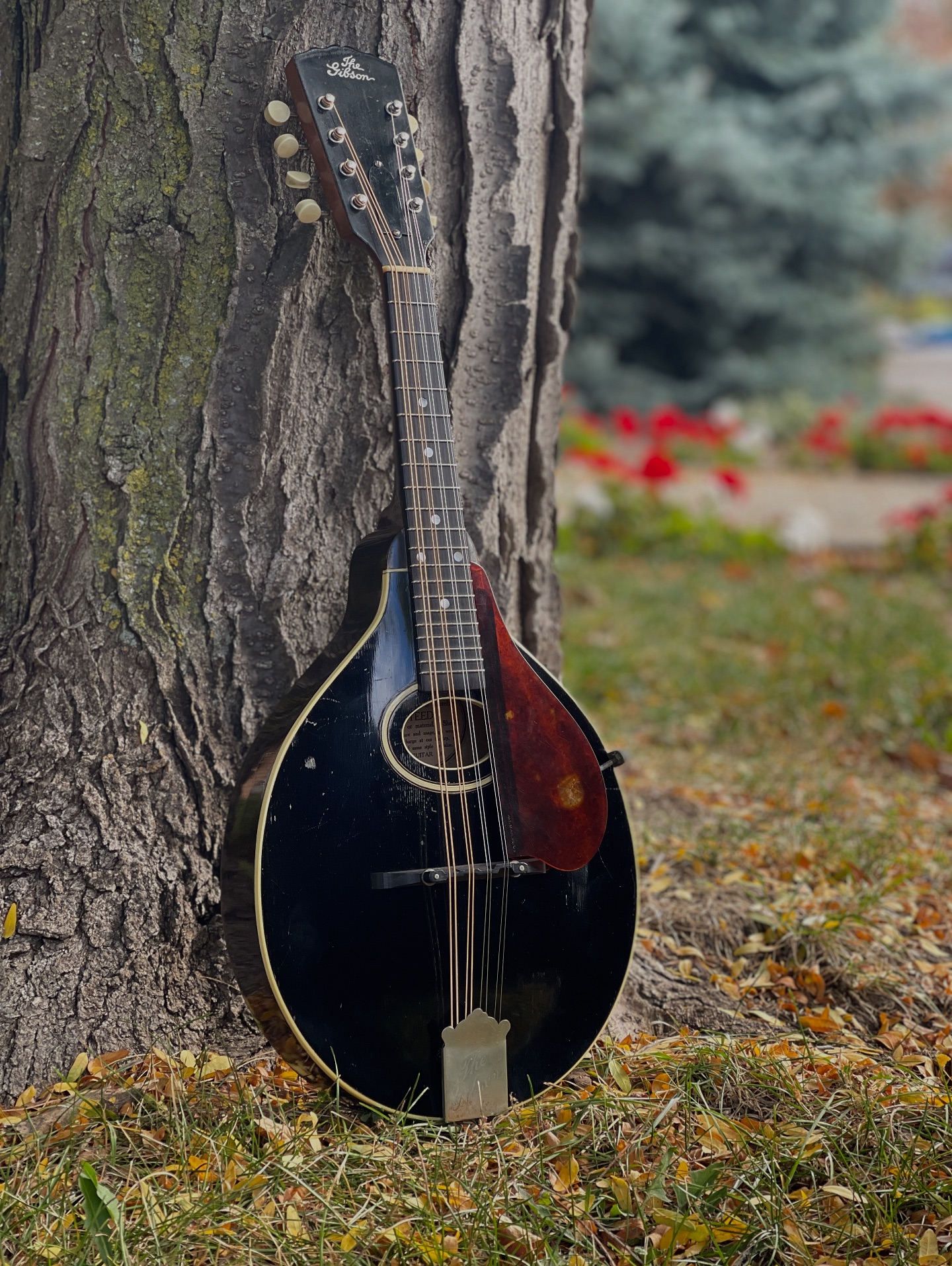 Folkway - 1927 Gibson A- A lovely sounding A with plenty of warmth and ...