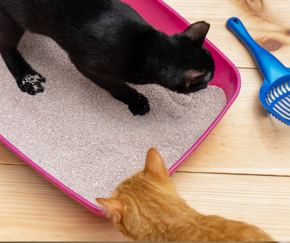 Visual Reference: Milton Feline Lower Urinary Tract Disease Flutd Is A Common