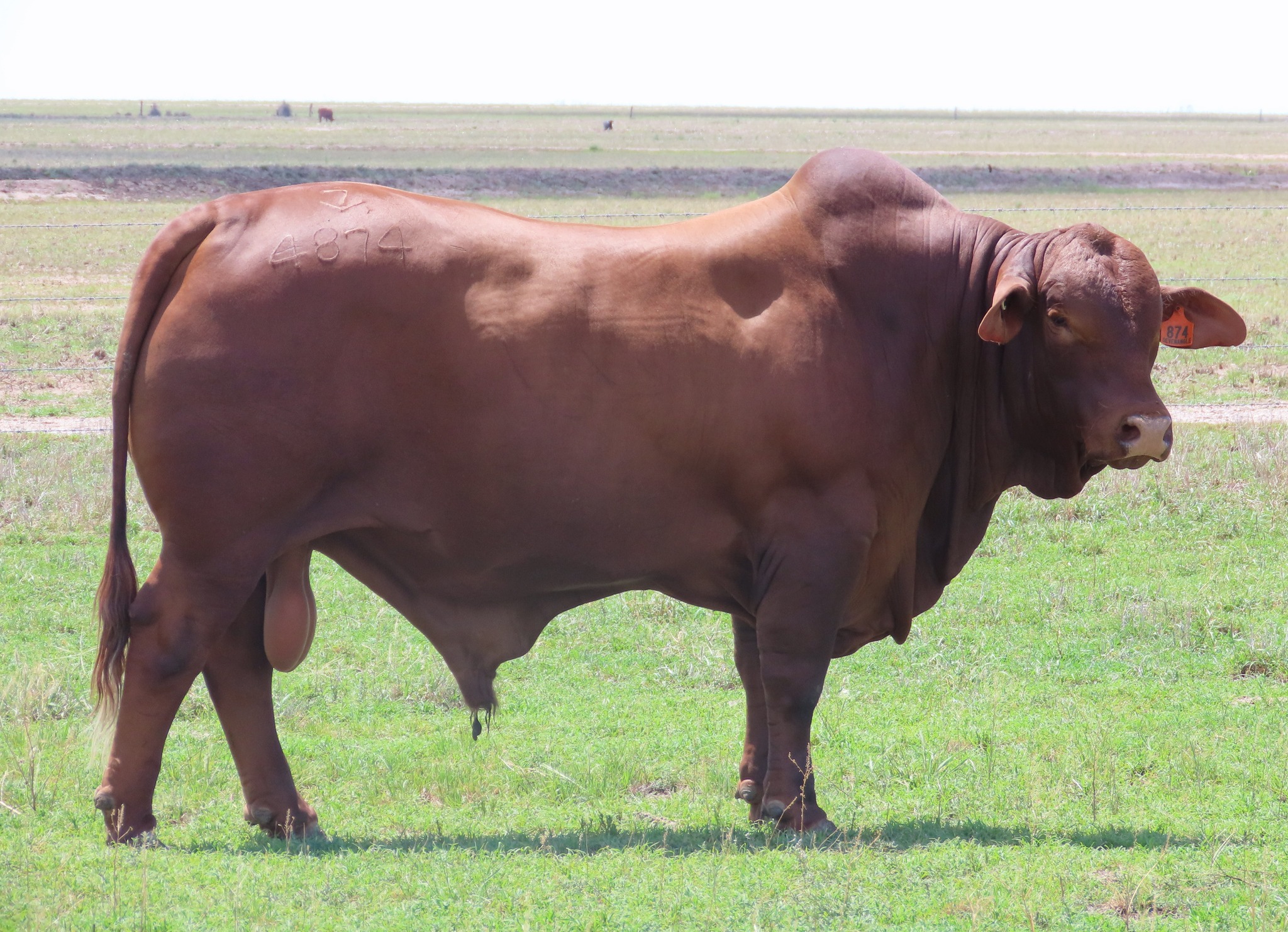 February All Breeds Bull & Female Sale