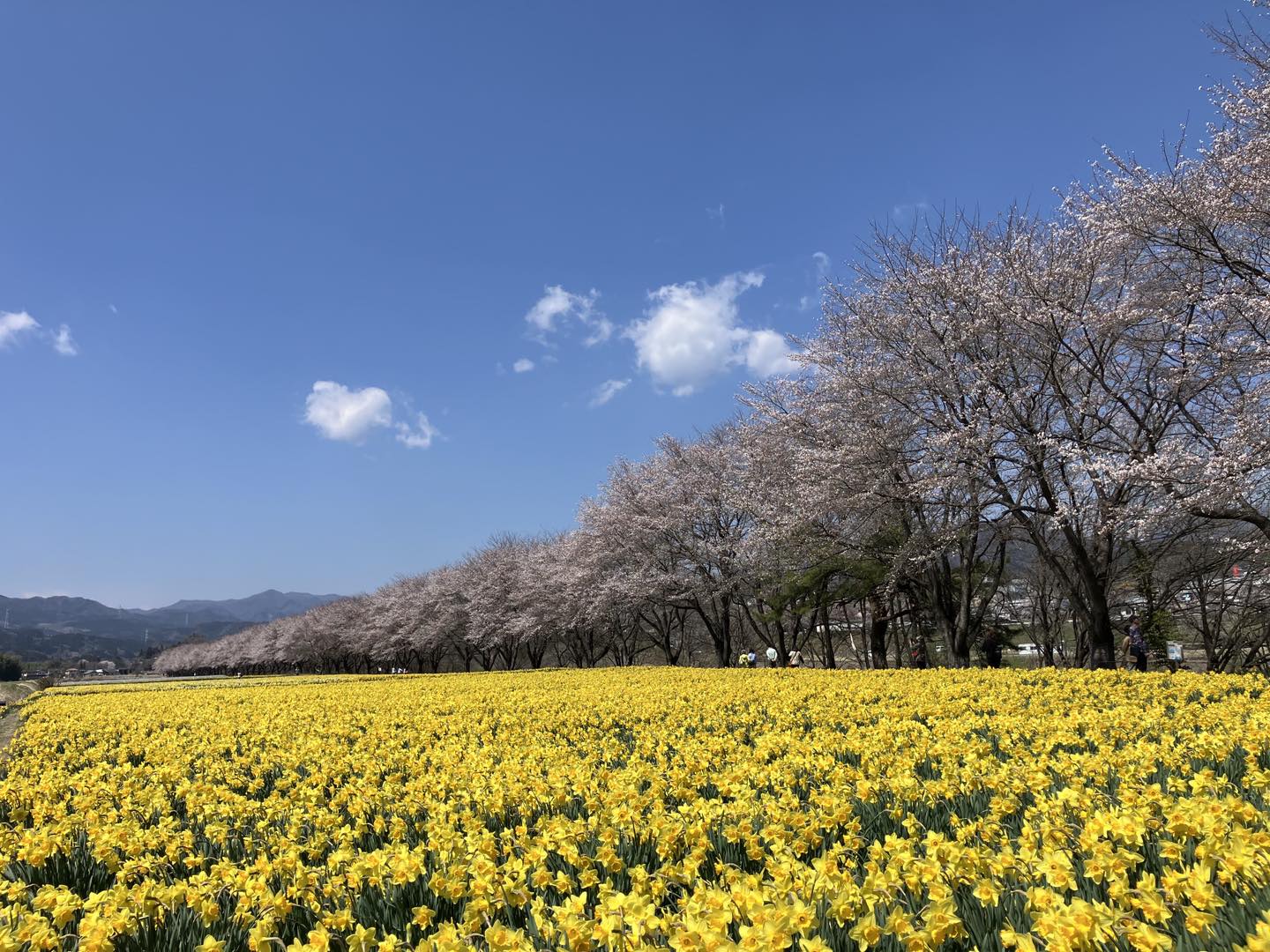 岩井親水公園開花状況 (2026年4月3日) 水仙ー見頃 桜ー見頃(六分咲き