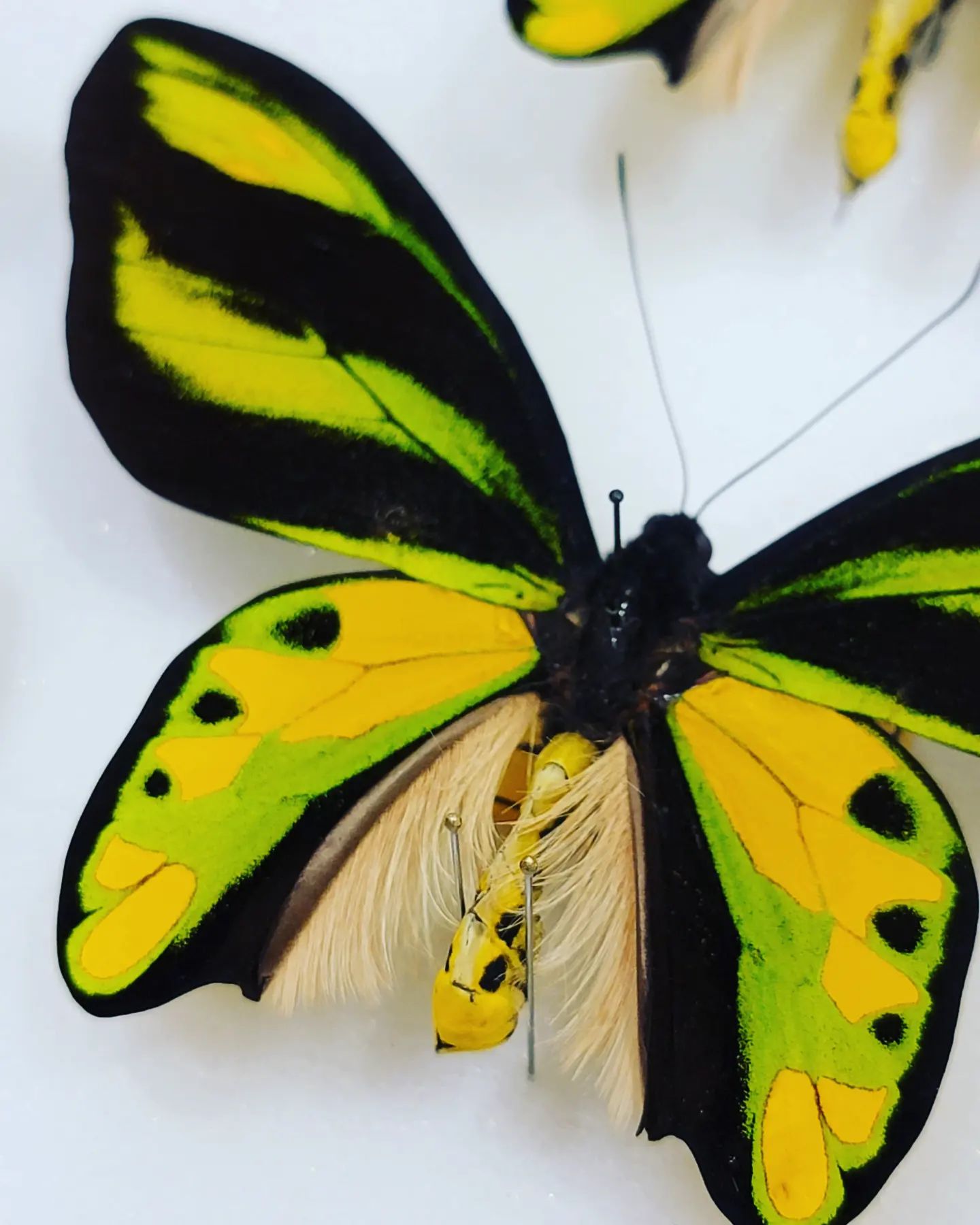 BioQuipBugs - This vibrant species is Ornithoptera...