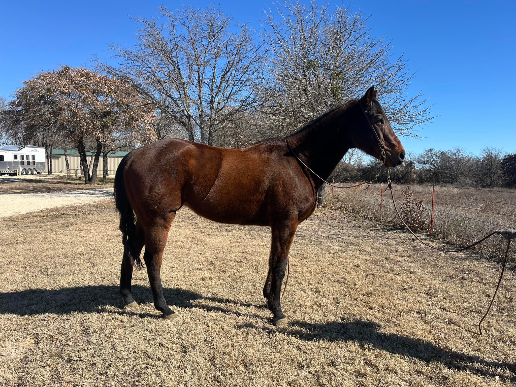 Twisted M Performance Horses | Stephenville TX