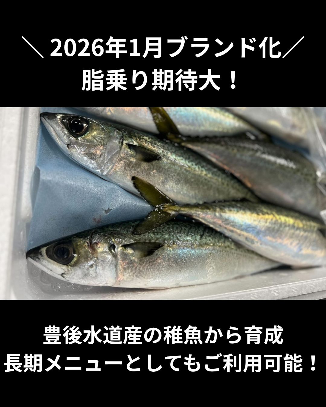 ポチ出品 飲食店鮮魚仕入れの『魚ポチ』