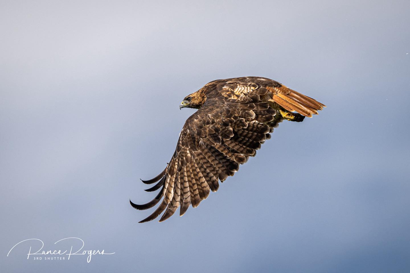 Third - Red-tailed Hawks is a large, common North American bird of prey ...