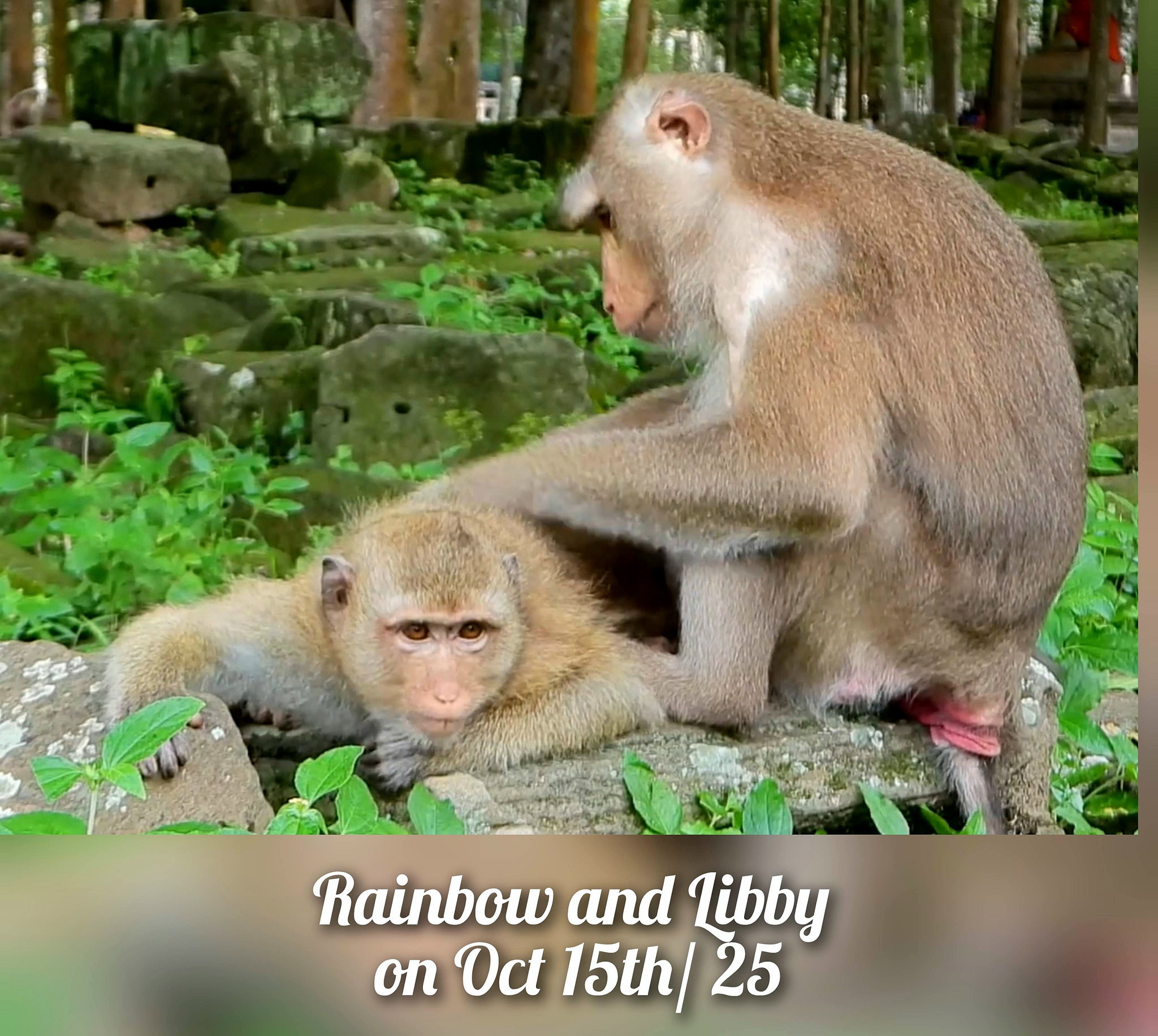 Monkey Fans Group | Excellent video recorded by Mao on Monkey Fan ...
