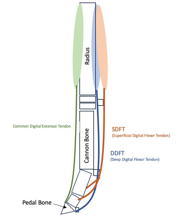 Avonvale - ⭐⭐ Monthly Theme continued - What do tendons do, and where ...