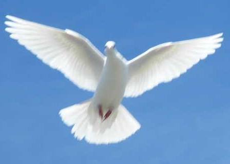 Pigeon Genetics The Gene Pool | Would like to know the color please ...