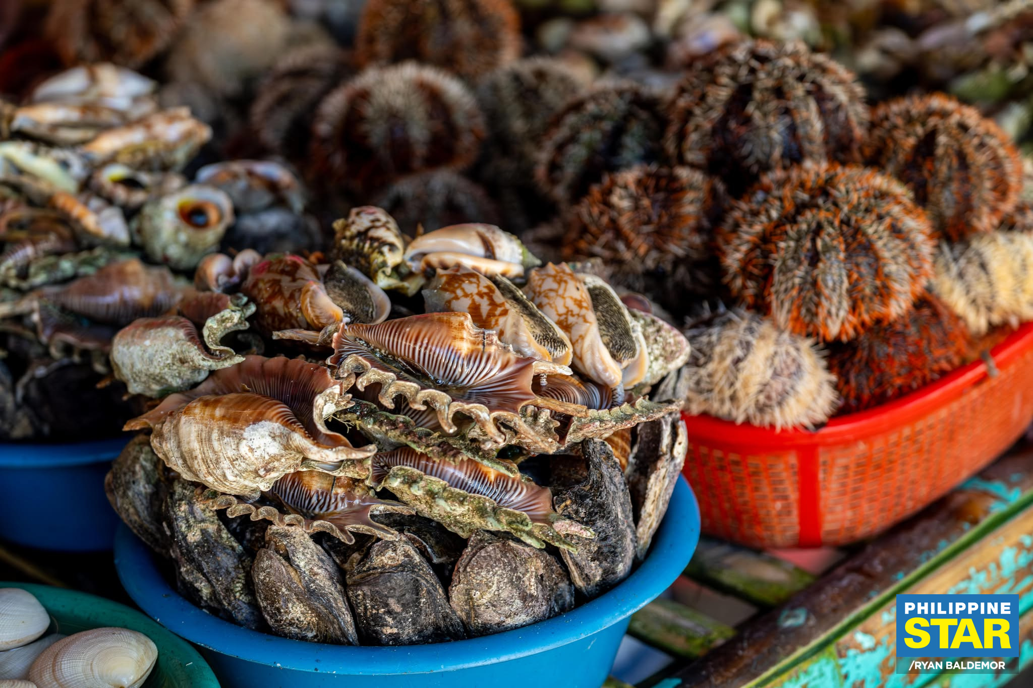 Philippine - Fishermen catch a variety of seafood to be sold to ...