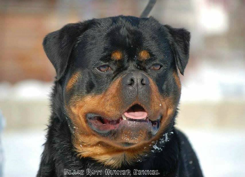 Rottweiler Kennel Black Rott Hunter | Niksic