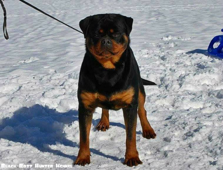 Rottweiler Kennel Black Rott Hunter | Niksic