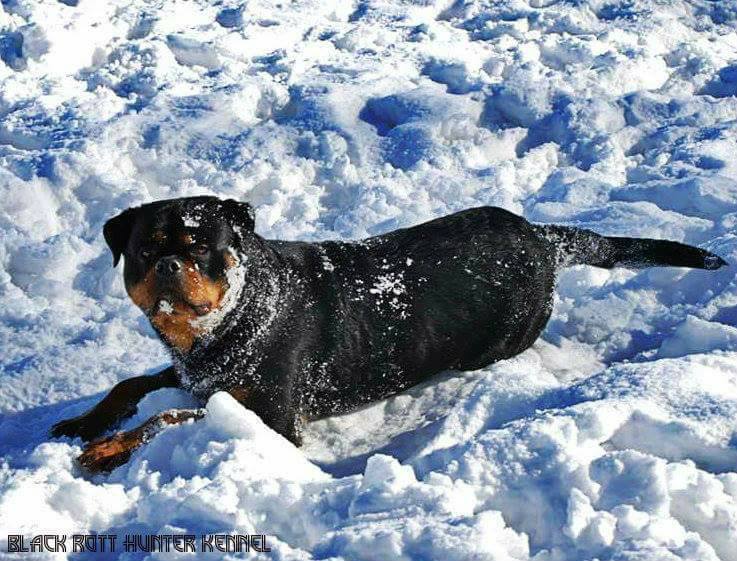 Rottweiler Kennel Black Rott Hunter | Niksic